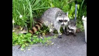 Baby Coons and Mama