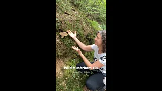 Wild mushroom hunting 101 with Chef Robin - Blue stainers