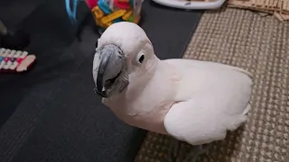 Attack Of The Killer Cockatoo