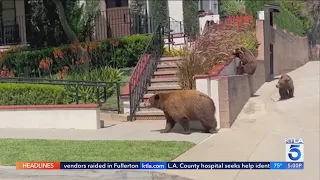 Sierra Madre cancels outdoor event due to increased bear encounters