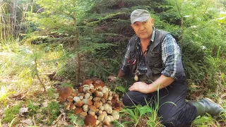 Porcini mushrooms in the Carpathians - this is how the real season began.