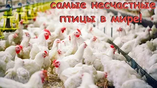 Куры - это самые несчастные птицы в мире!