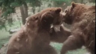 Grizzly bear fight, rare footage 1970s