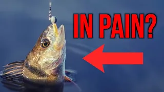 Do Fish Feel Pain?