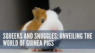 Squeeks And Snuggles Unveiling The World Of Guinea Pigs