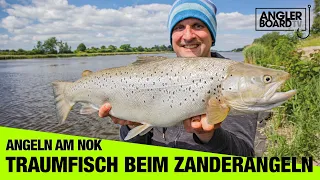 Wahnsinn! Traumfisch aus dem Nord-Ostsee-Kanal | Meerforelle, Aal, Zander angeln | Anglerboard TV