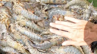 Catching Monster SHRIMP in Big Nets (Axis Deer & Shrimp Catch Clean Cook)