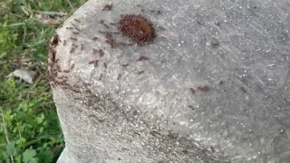 Fire ants eating honey off steps