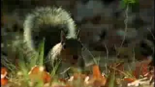 Fooled by Nature - Squirrel Navigators
