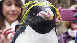 Mickey the macaroni penguin turns 35 years old