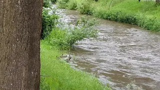 Селезень Дикой Кряквы продолжает выхаживать своё потомство  // 3 часть заключительная .