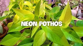 NEON POTHOS (Epipermnum Aureum) CARE AND PROPAGATION | Look At These Leaves #houseplants #plants