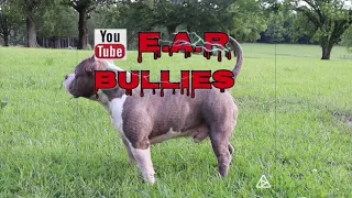 Free American Bully 😱/Game/Tips