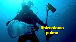 Medusa  Rhizostoma pulmo , Golfo di Castellamare Tp