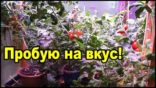 Нанометры обман! Вкус помидоров под разными лампами.