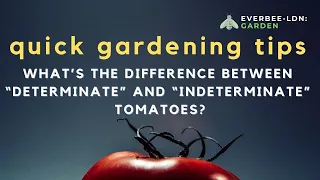 What's the difference between determinate and indeterminate tomato plants | EVERBEE - Ldn: GARDEN