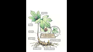 Goldenseal Cultivation Demonstration