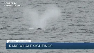Rare whale sightings