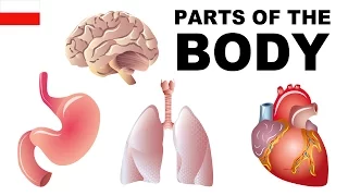 Angielskie słówka w obrazkach - Części ciała 6 (Parts of the body)