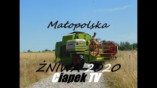ŻNIWA ☆ 2020☆ Małopolska ☆! ►CLAAS COMET ◄ URSUS ☆MF☆ Ciapek TV ㋡