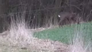 Harrys Opening day buck .243