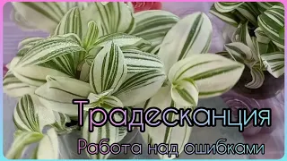 Не надо так сажать ТРАДЕСКАНЦИЮ🌱Получается ерунда🌸Белоцветковая🌱Быстрое размножение🌸Грунт🌱Полив🌸