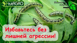 КАПУСТА РАСТЕТ БЕЗ ВРЕДИТЕЛЕЙ и БОЛЕЗНЕЙ! Безопасно избавьтесь от вредителей и гнилей на капусте.