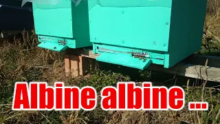 Albine albine ...