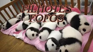 OS FILHOTES DE ANIMAIS MAIS FOFOS DO MUNDO !!!