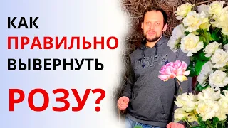 Как ПРАВИЛЬНО выворачивать розы? Зачем флористы выворачивают розы? Флористика для начинающих.