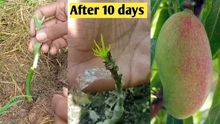 Mango stone grafting amazing techniques || आम में गुठली कलम कैसे करे || Mango stone grafting