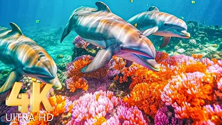 4K Aquarium for Relaxation 🐠 - Coral Reefs and Colorful Sea Life - Relaxing Music