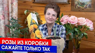 Розы из коробки сажайте только так