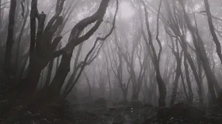 Silent Hill 2 - Forest Trail