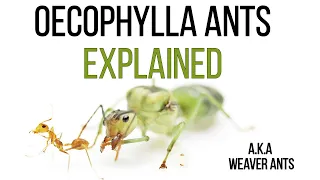 Find out how Oecophylla ant weave their nests - documentary