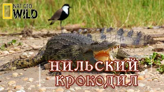 Нильский Крокодил. Мир природы, дикие животные. #Документальный фильм. National Geographic