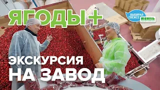 Как производят замороженные ягоды и грибы? Экскурсия на ТПК «Ягоды Плюс» с Анастасией Комраковой