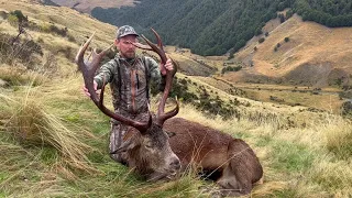 Free Range Red Stag Hunting South Island New Zealand.  Big Tops is Down!