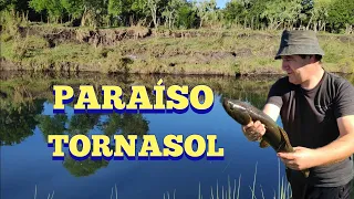 Paraíso para pescar tarariras TORNASOLES en pesca en agua dulce