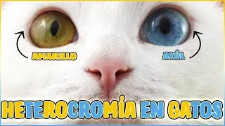 ¿Por Qué Hay Gatos Con Los Ojos de 2 Colores?🤔 Todo Sobre la Heterocromía En Gatos