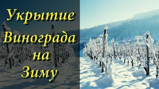 Укрытие винограда на зиму /  Как укрыть виноград на зиму!