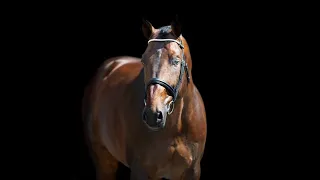 In The End --Showjumping famous horses Edit