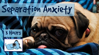 Over THREE Hours of Relaxation for Dogs with Separation Anxiety! Calm Your Dog While You're Away