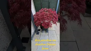 Season 2: Acer Palmatum var Dissectum Crimson Queen #beautiful