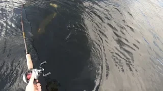 Minnesota Musky Opener on Lake Vermilion (BIG FISH)