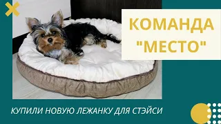 Команда "Место": как научить собаку команде "Место", как приучить щенка йоркширского терьера к месту