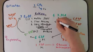 Day 23 Podcast Calvin Cycle and C4 and CAM