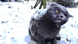 ПРИКОЛЫ с котами! 🐱❄️ КОТЫ В СНЕГУ, смешная подборка!