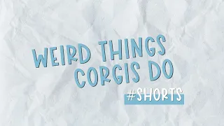 More Weird Things Corgis Do #Shorts Part 2