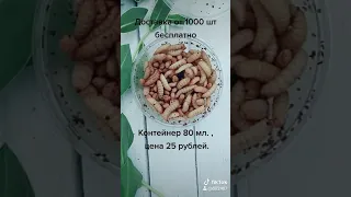 Чёрная львинка опарыш